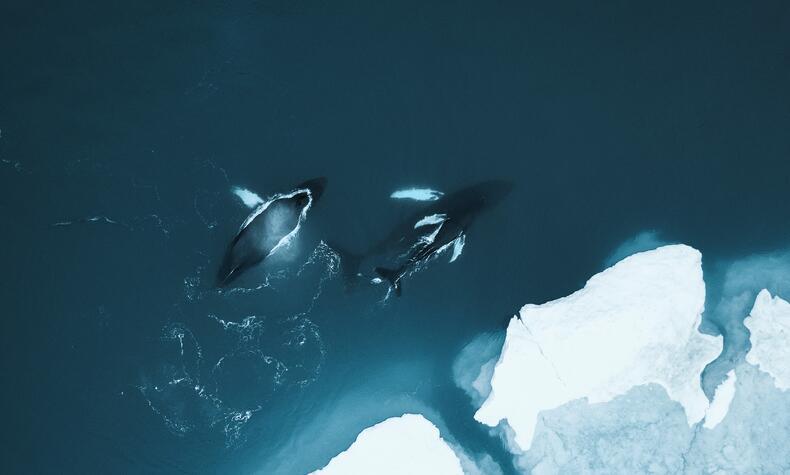 Humpback whales in Greenland. HX