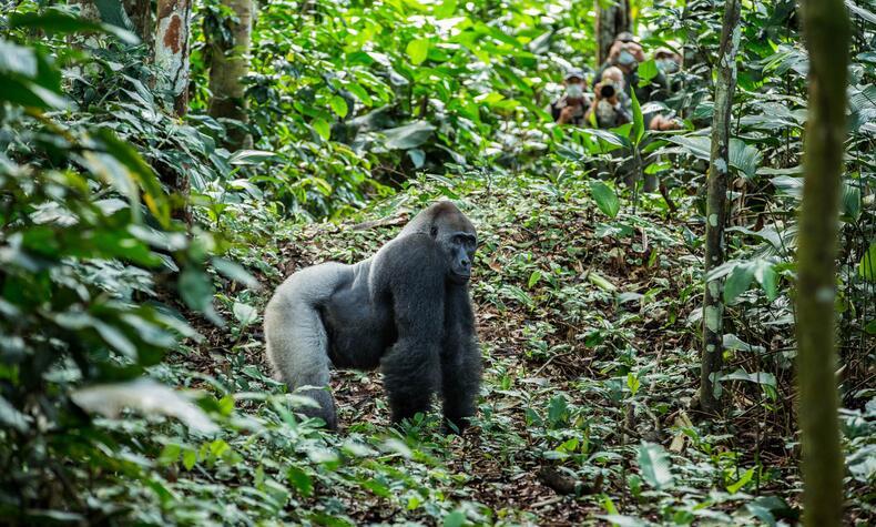 A male gorilla in the Congolese jungle Odzala Congo gorilla