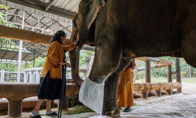 Amici dell'elefante asiatico Soraida Salwala