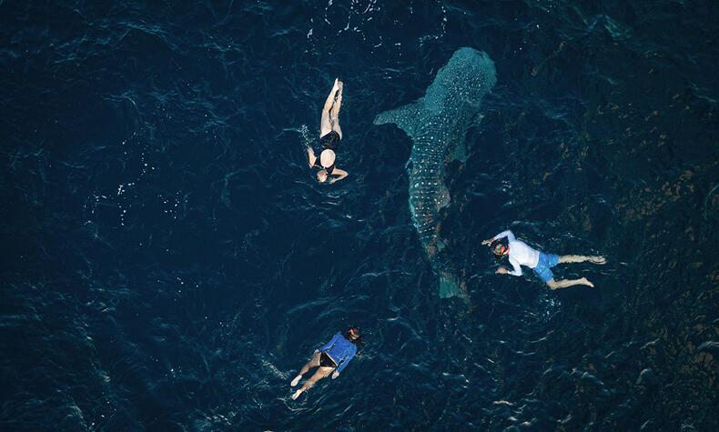 Whale shark swimming in Raja Ampat, Indonesia. Photo: Aqua Blu