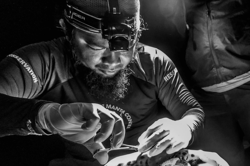 Dr. Setyawan tags an epaulette shark. Photo by Abdy Hasan/Konservasi Indonesia.