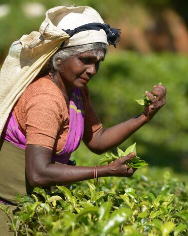 viaggi isola di lusso sri lanka natura cultura piantagioni di tè