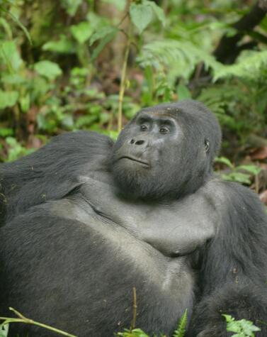 travel uganda mountain gorilla rafiki