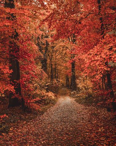 viaggio d'autunno nella natura