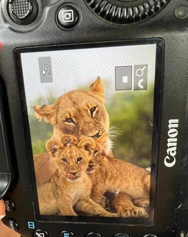 Leonessa con i suoi cuccioli in Botswana. Foto di Great Plains.