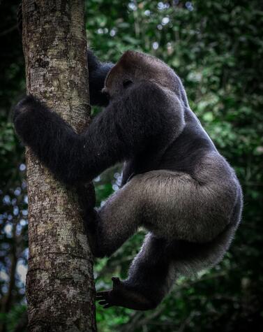 A male gorilla in the Congolese jungle