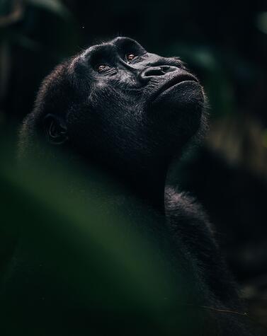 Femmina di gorilla di pianura Odzala Gorilla del Congo