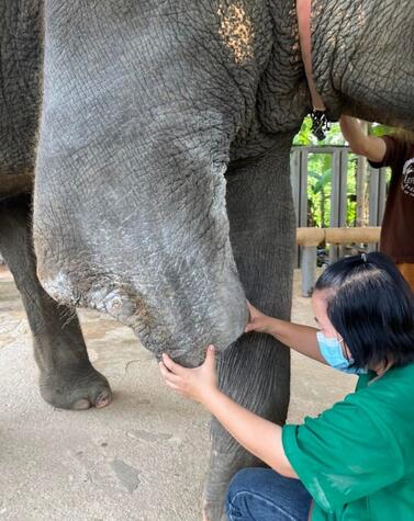 Amici dell'elefante asiatico Soraida Salwala