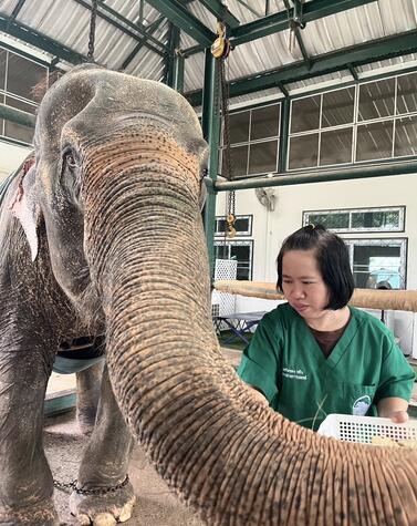 Amici dell'elefante asiatico Soraida Salwala
