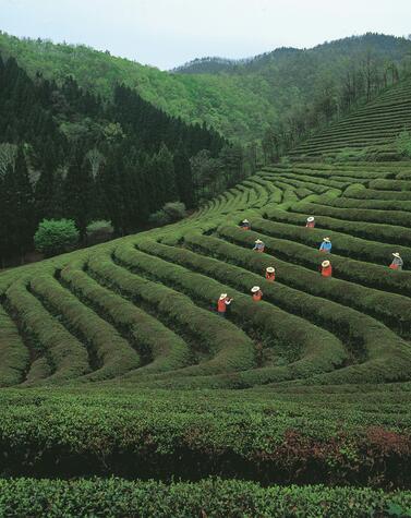 Cina, la via del tè e del cavallo