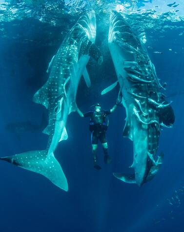 Diving in the pristine reefs of Raja Ampat, Indonesia.