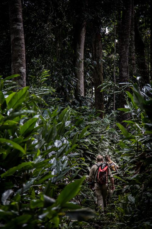Trekking nella giungla a Odzala