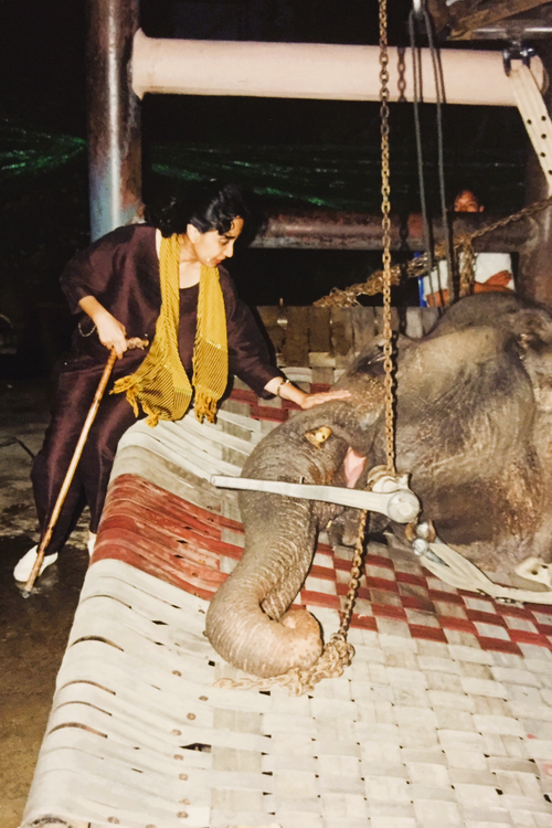Ospedale per elefanti Soraida Salwala Thailandia