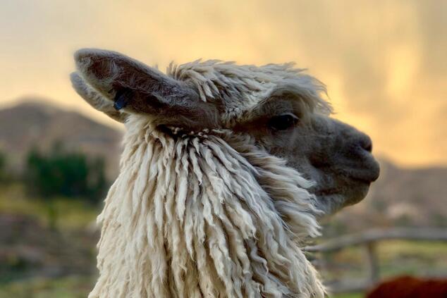 viaggio di lusso in perù machu picchu llama.