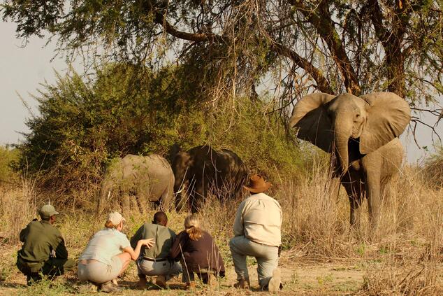 Il brivido di avvicinarsi agli elefanti durante un safari in Zambia. viaggi di lusso avventura safari Zambia
