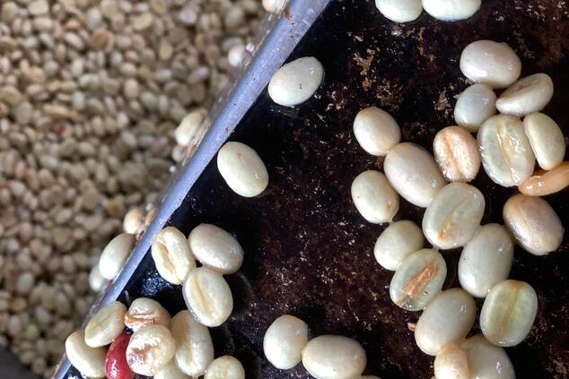 trip to the coffee-growing region of colombia.