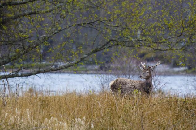 Parco nazionale dei Cairngorms