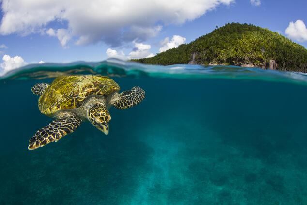 fregate island seychelles sea turtle
