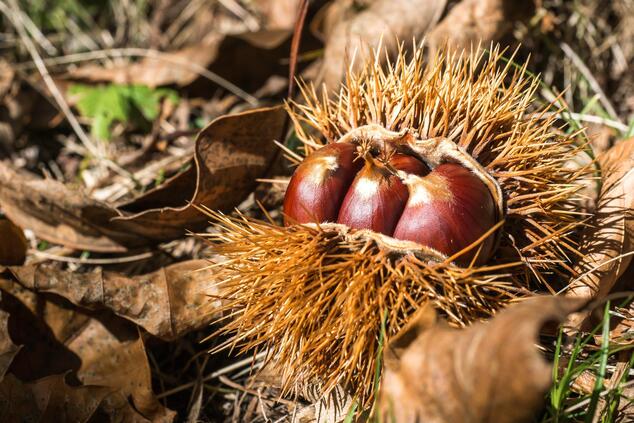 castagne.