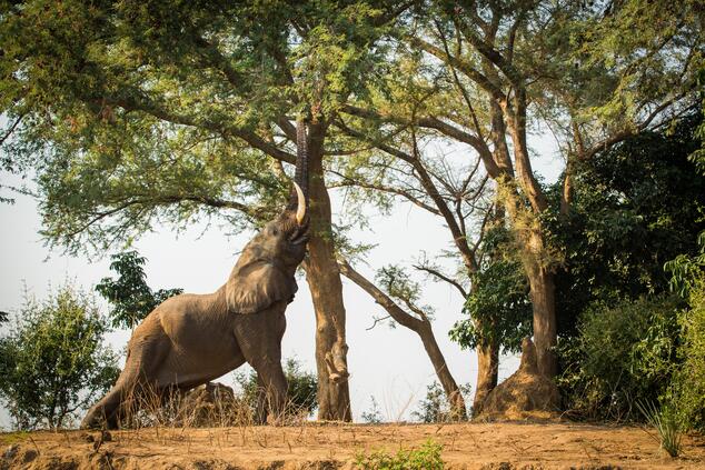 Nella stagione delle piogge il paesaggio è meraviglioso, ma l'abbondanza di vegetazione può rendere difficile l'individuazione degli animali. Kenya. Grandi aerei. 