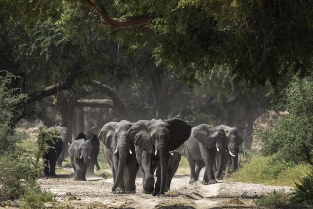 In alcuni lodge, come questo in Botswana, i pachidermi si avvicinano molto all'uomo. Grandi pianure.