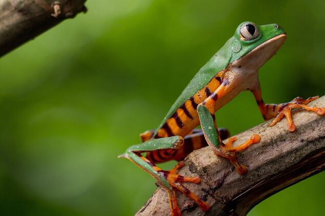 La fauna selvatica della comunità