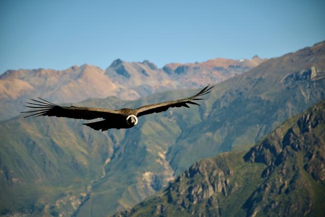 peru machu picchu condor luxury trip.