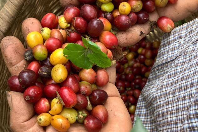 Don Leo Ruta De Café Colombia.