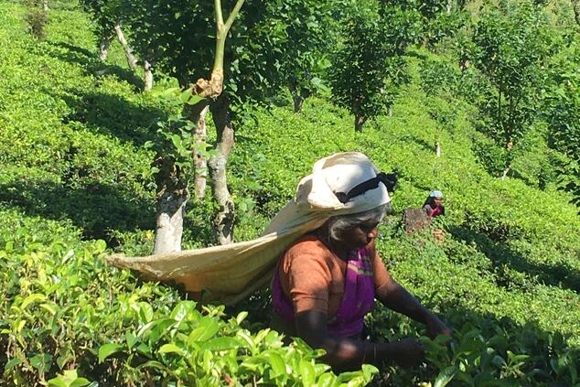 Piantagione di tè dello Sri Lanka.