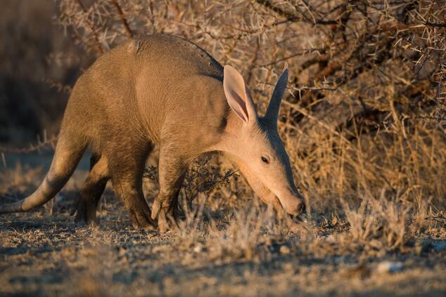 Orco Namibia Etosha. Safari Namibia.