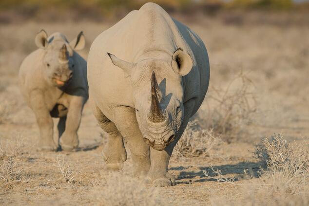 Rinoceronte nero Namibia Etosha. Safari Namibia.