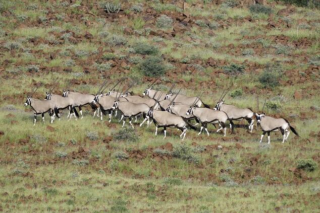 Orice nel Damaraland. Safari Namibia.