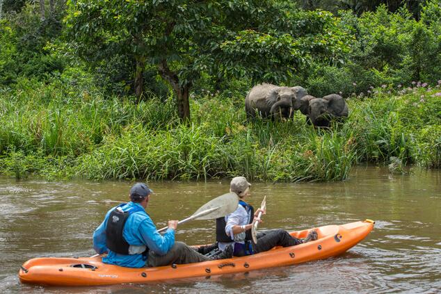 Incontro con gli elefanti in kayak sugli affluenti del fiume Congo