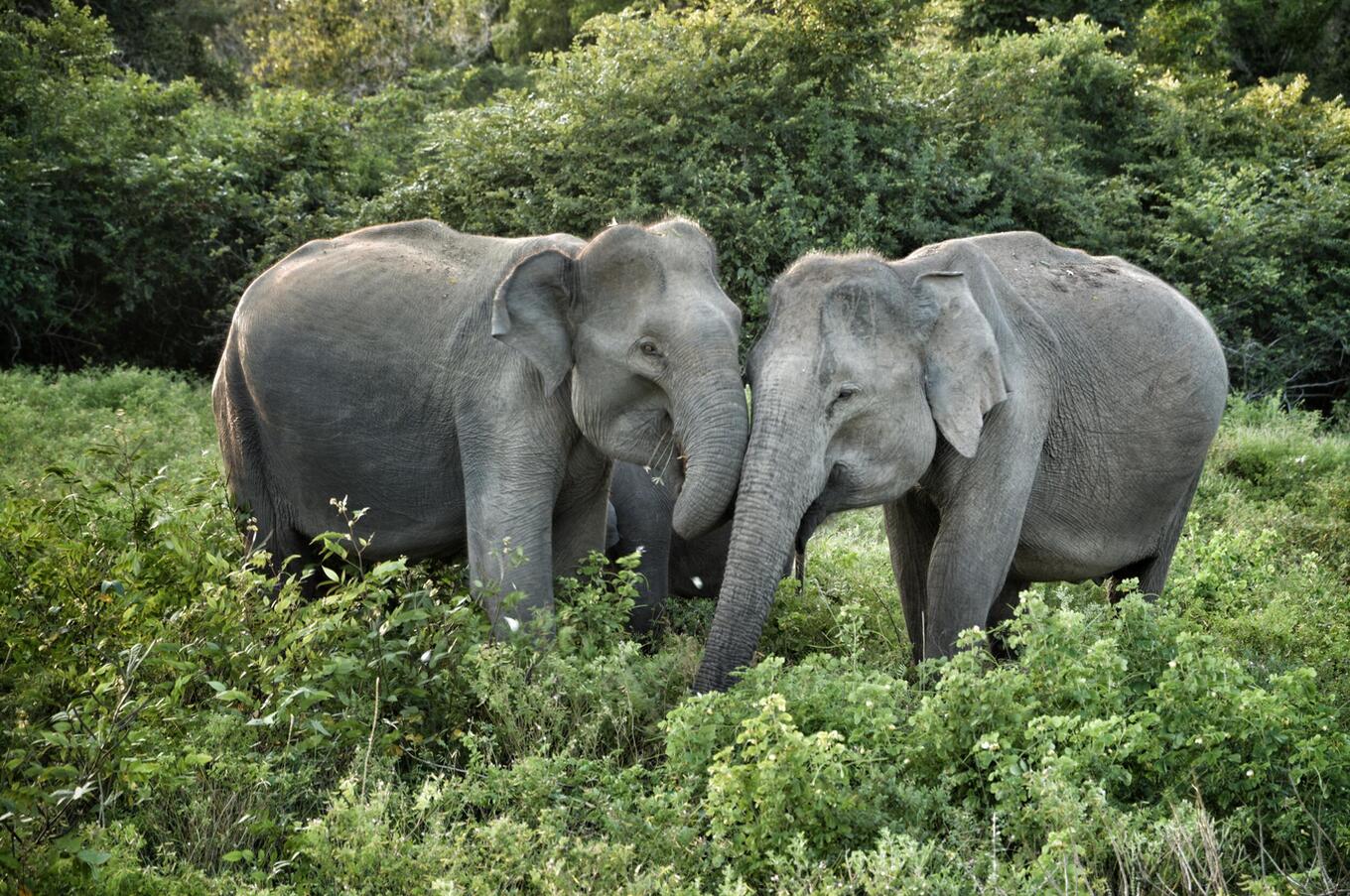 viaggi di lusso sri lanka isola safari natura safari parco nazionale di yala elefanti