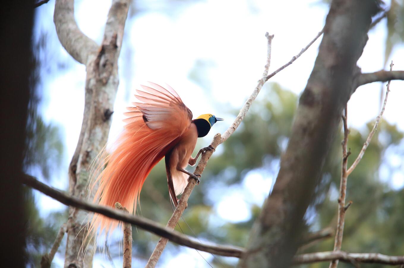 papua nuova guinea uccello del paradiso