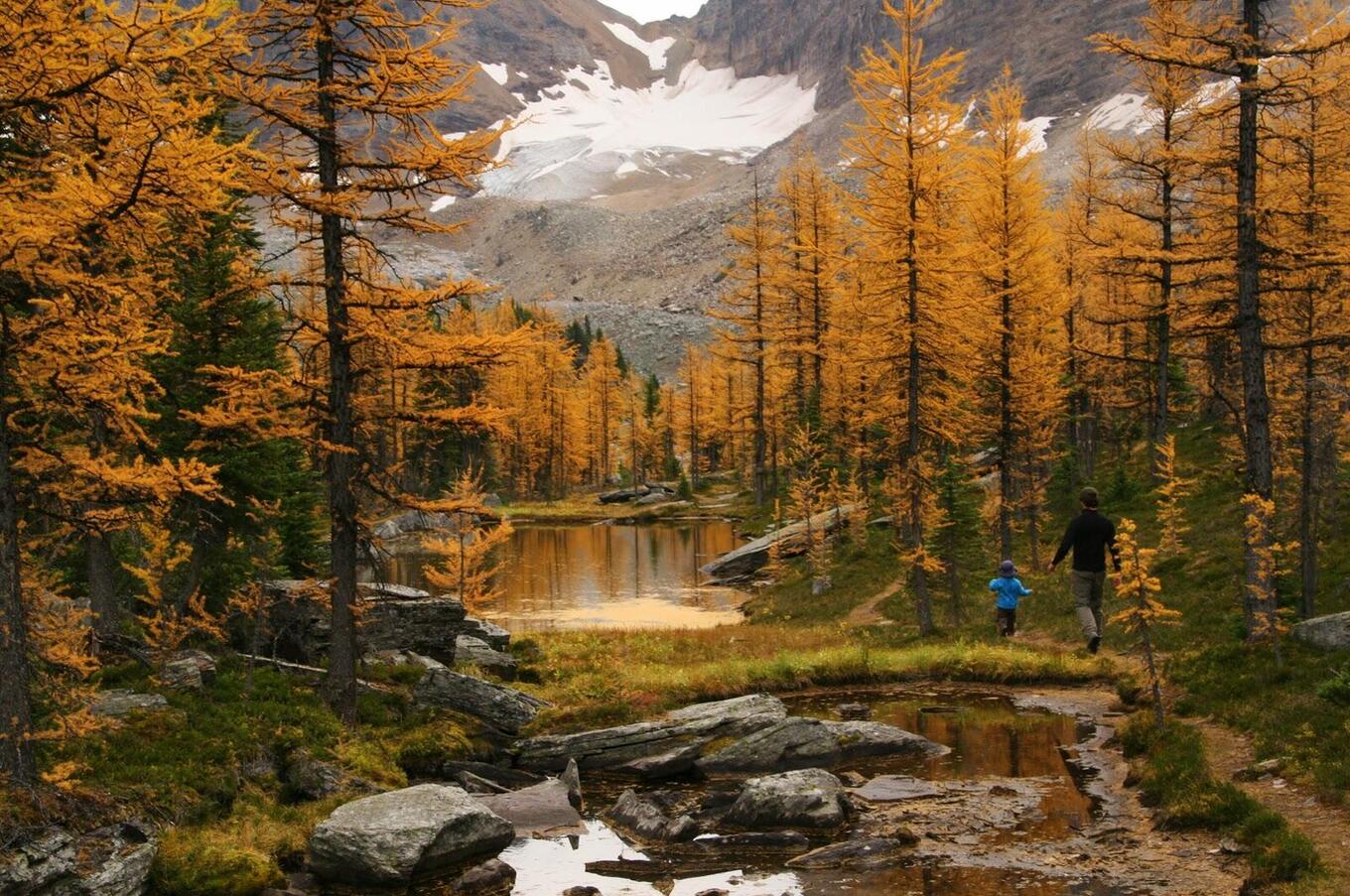 fuga autunnale nella foresta canada