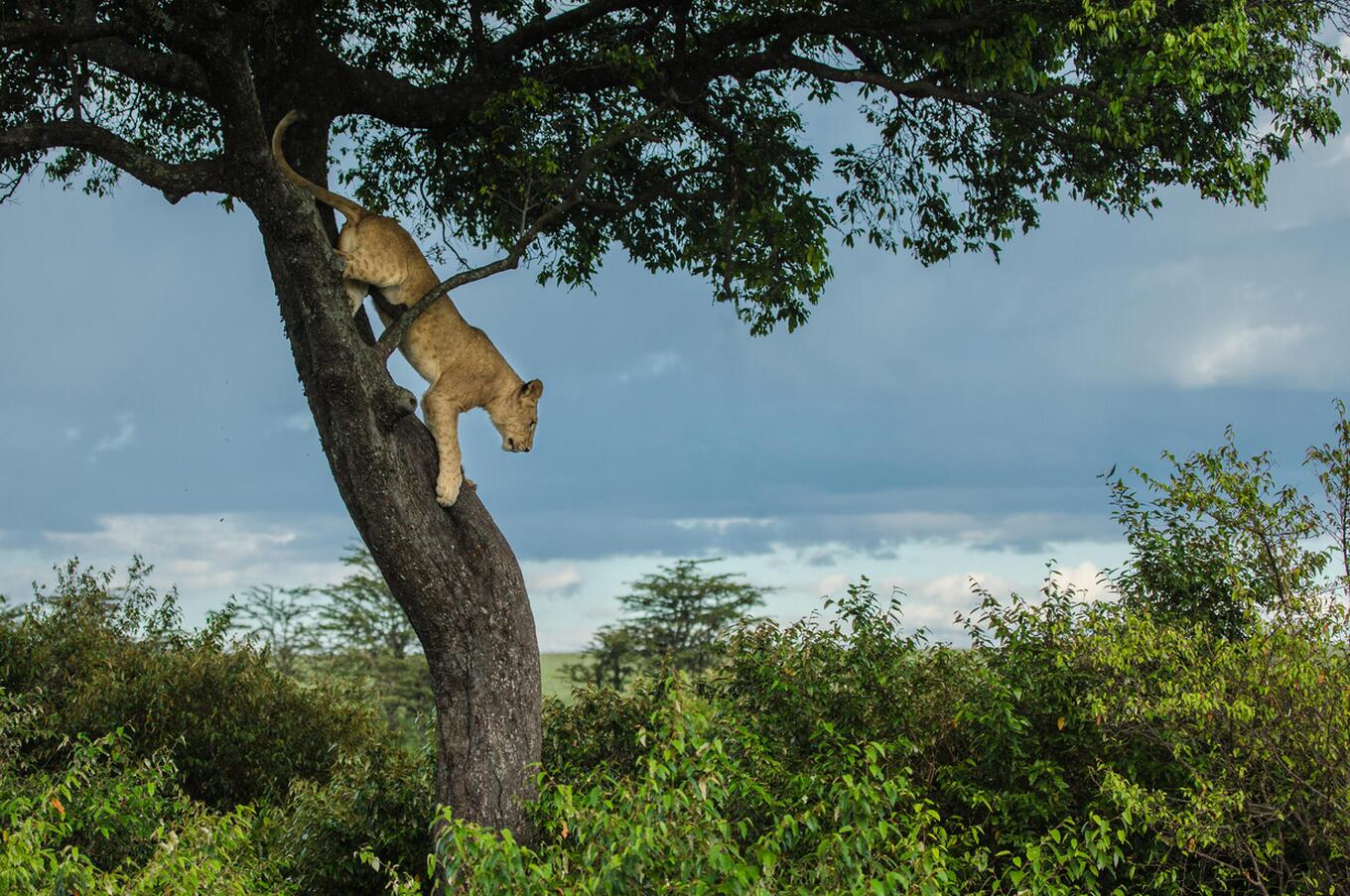 Leonessa nel Masai Mara.