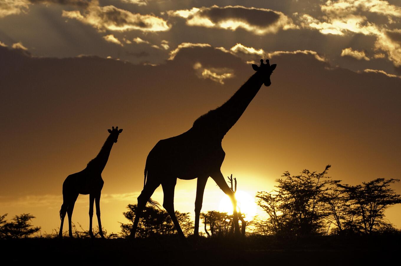 Giraffe al tramonto nel Masai Mara.