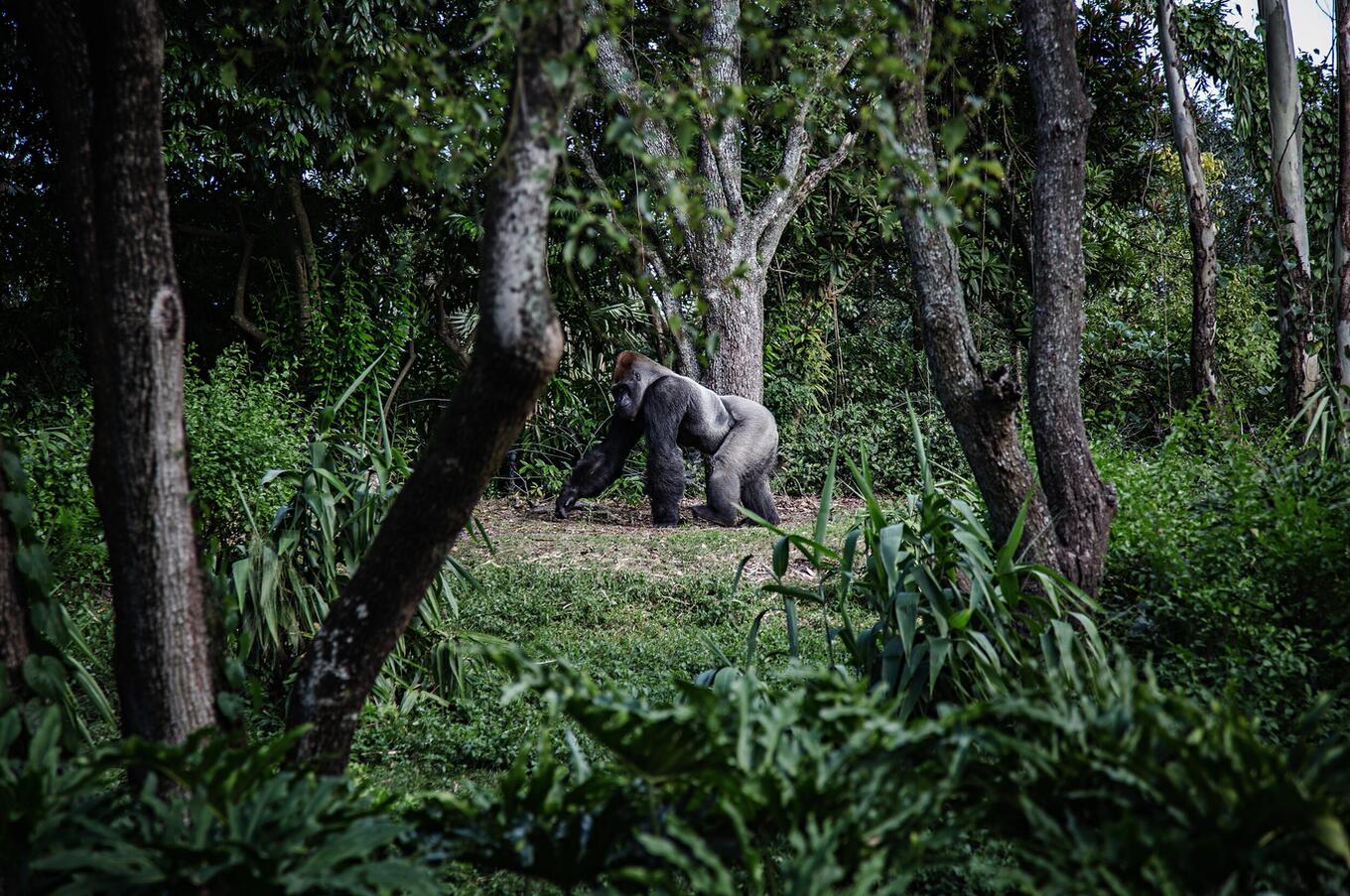 Maschio di gorilla silverback in Uganda