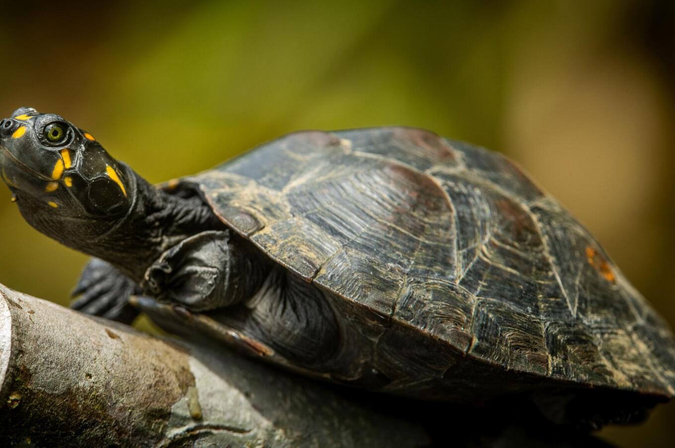 Vivere la natura al Napo Wildlife Center