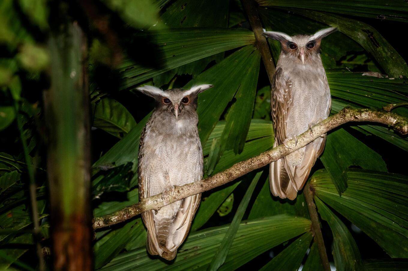 Vivere la natura al Napo Wildlife Center