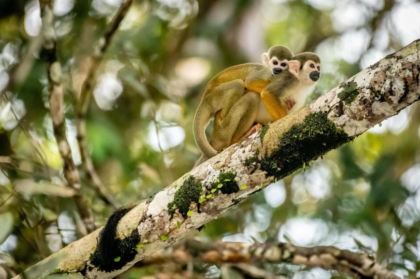 Vivere la natura al Napo Wildlife Center