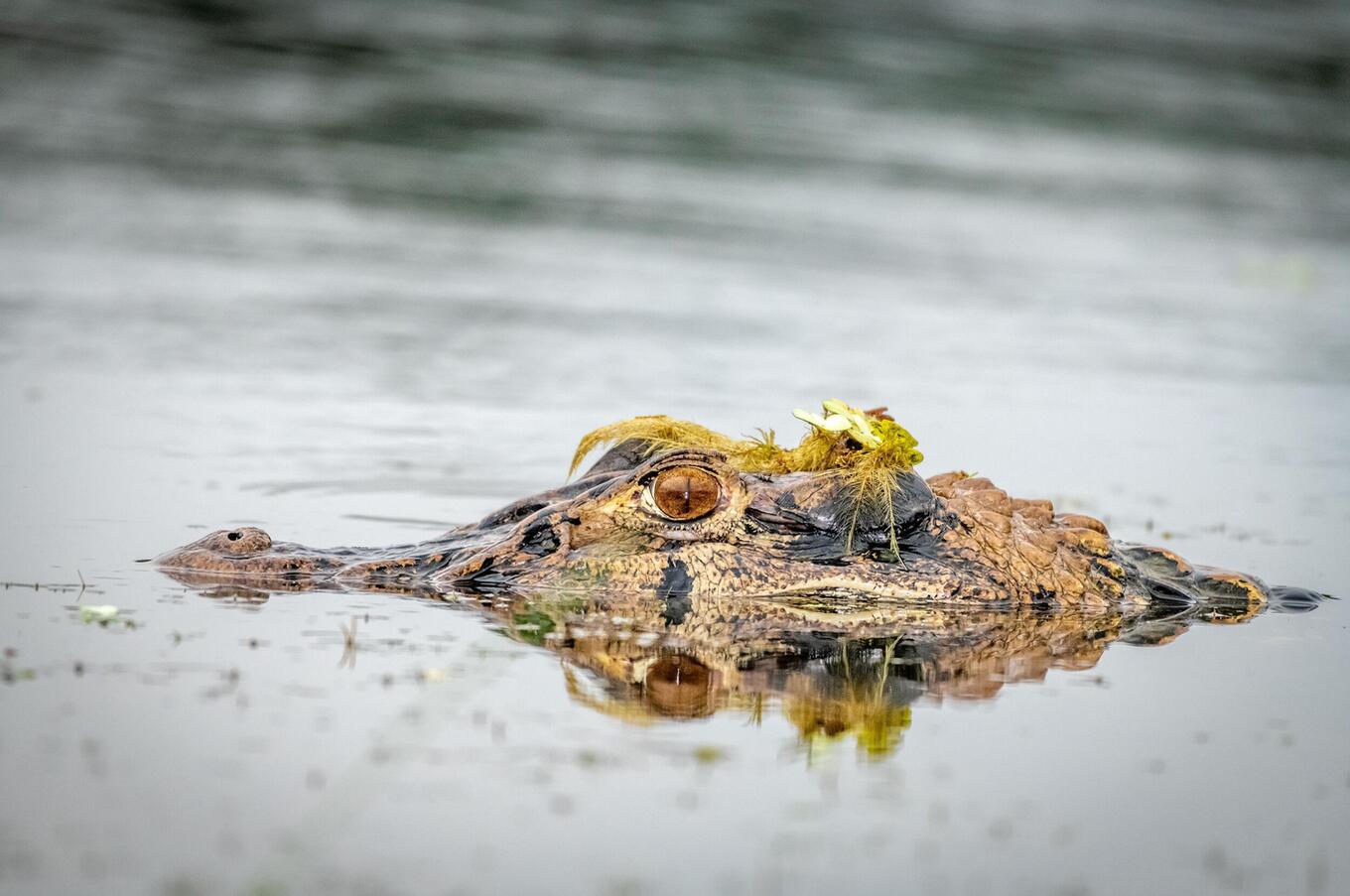 Vivere la natura al Napo Wildlife Center