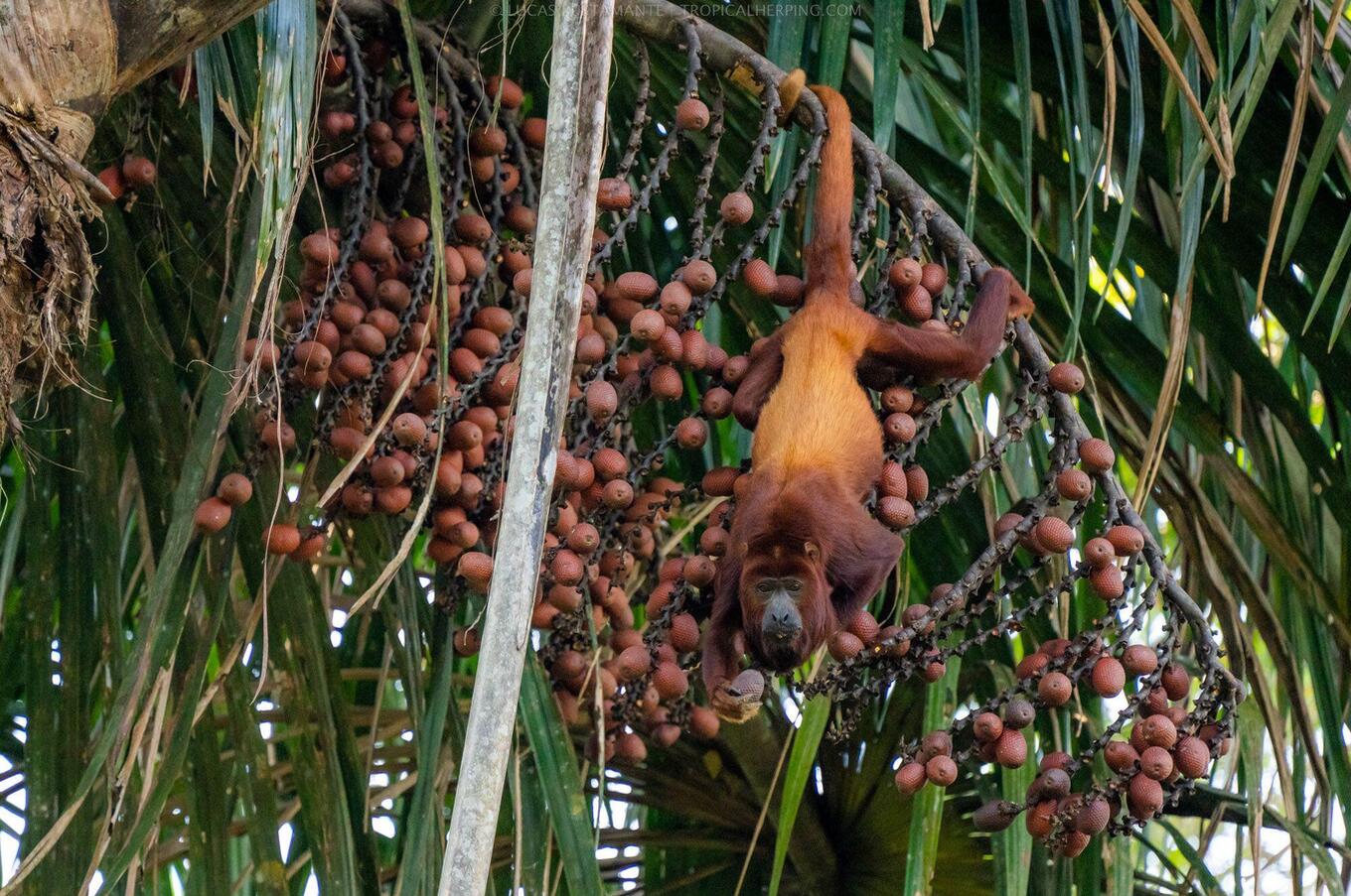 Vivere la natura al Napo Wildlife Center