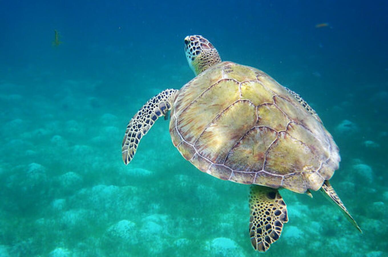 Crociera a Tobago Cays