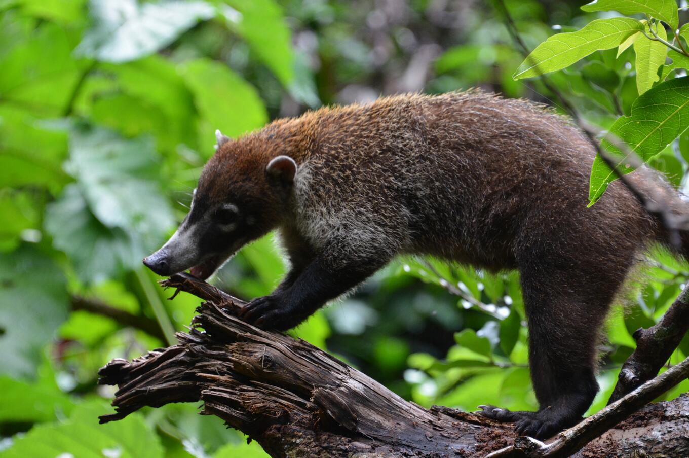 Coati dal naso bianco, Nasua Narica.