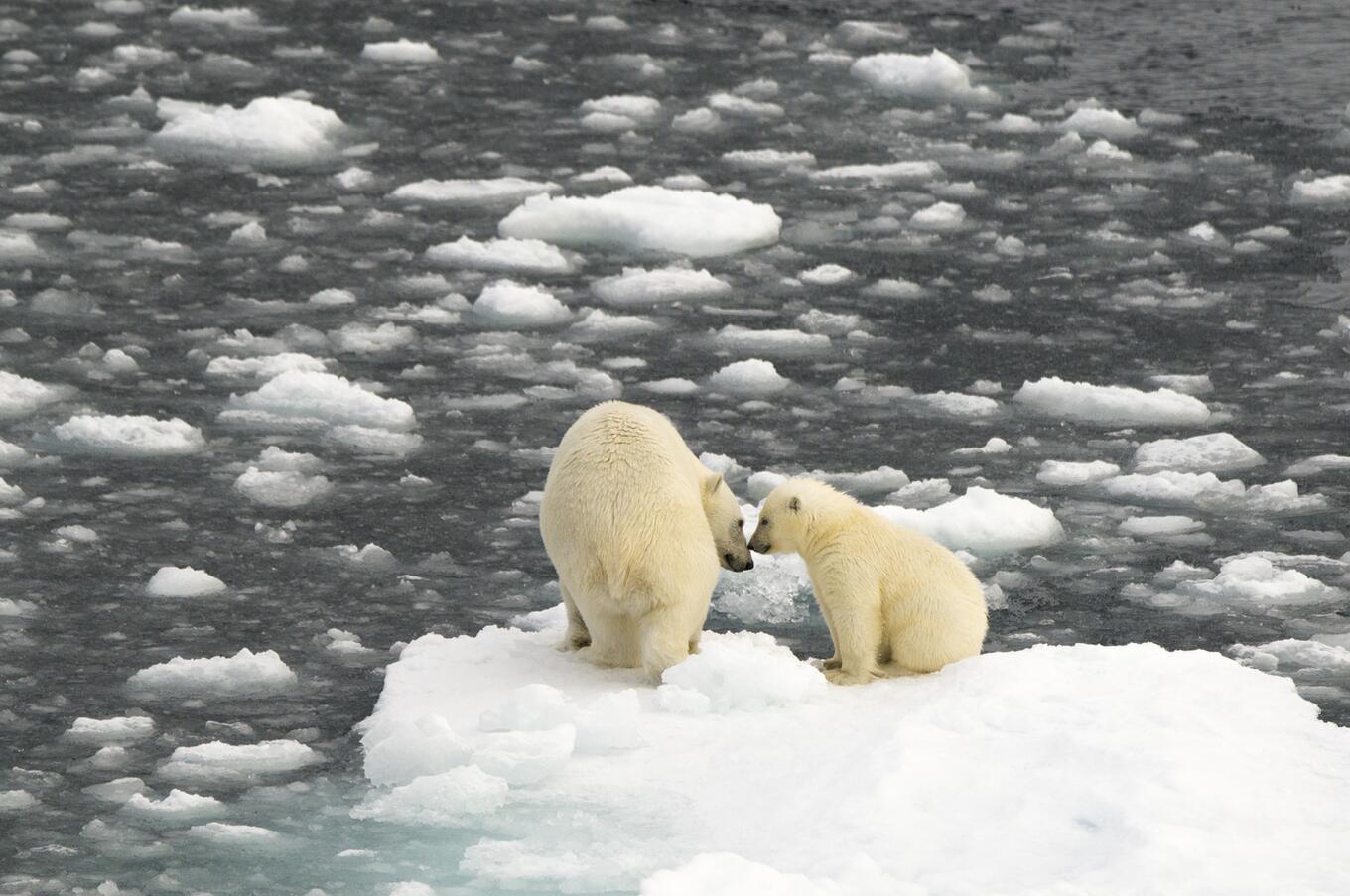 Orsi polari in Groenlandia HX