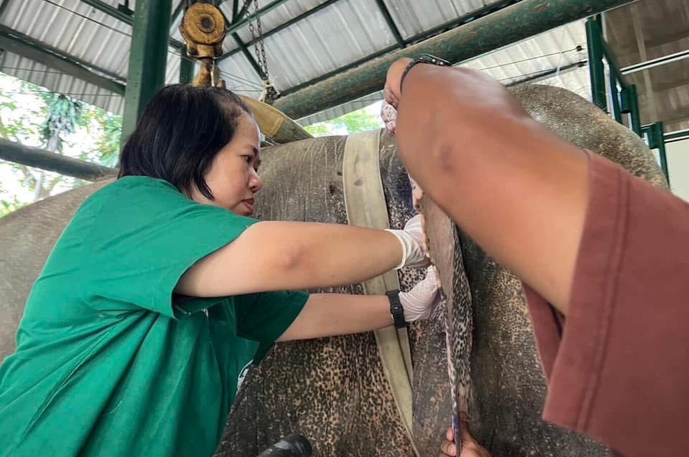 Amici dell'elefante asiatico Soraida Salwala