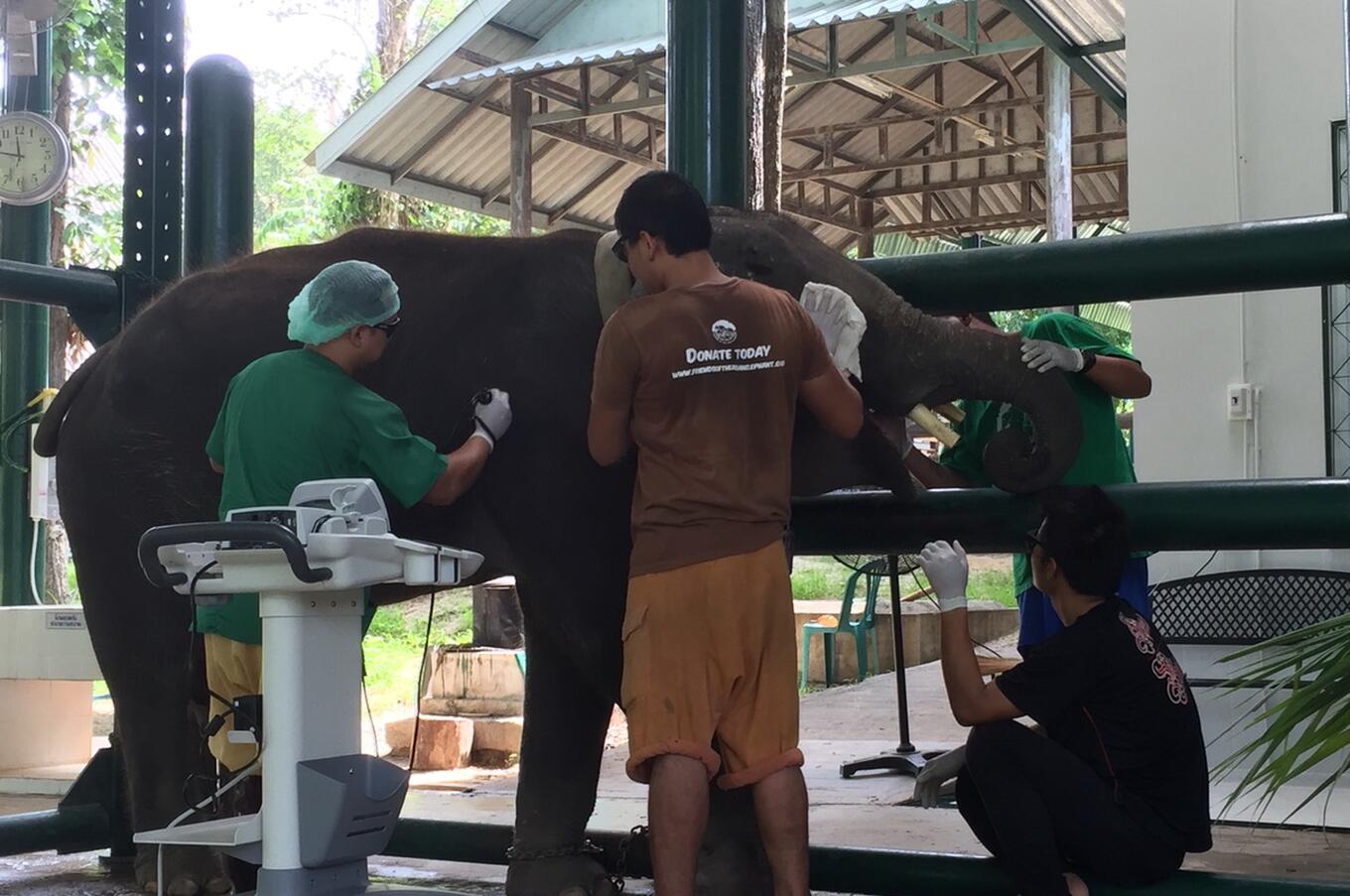 Amici dell'elefante asiatico Soraida Salwala