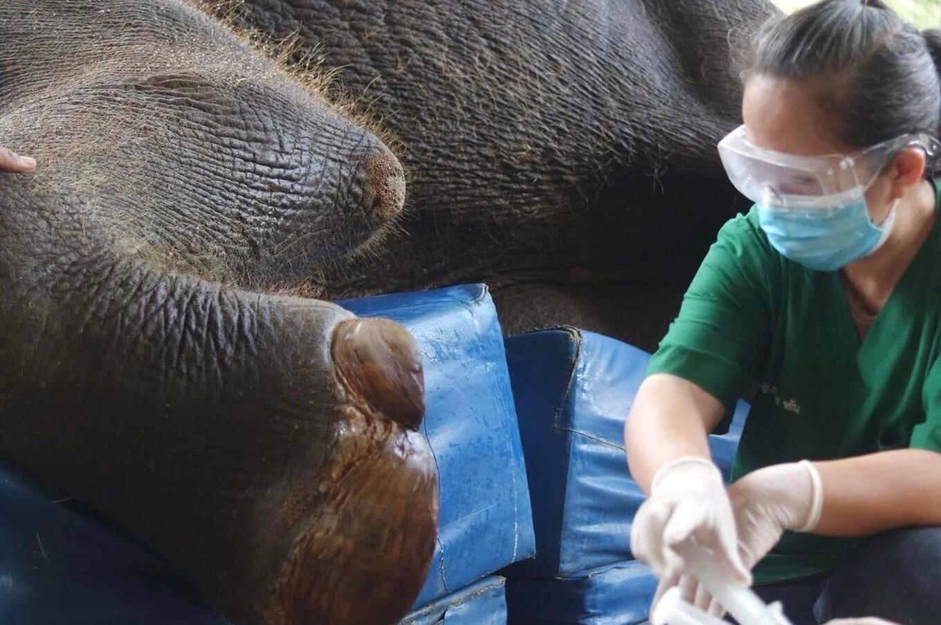 Amici dell'elefante asiatico Soraida Salwala